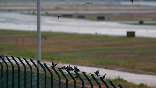 A large flock of starlings swoops and lands on a barbed wire security fence at an airport. The birds settle on the fence with the runway out of focus in the background. Slow motion