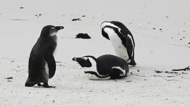 penguins on the beach, African penguin on the beach, penguin in the water, Spheniscus demersus, Cape penguin, South African penguin, cold water, Boulder Point, Bird, South Africa