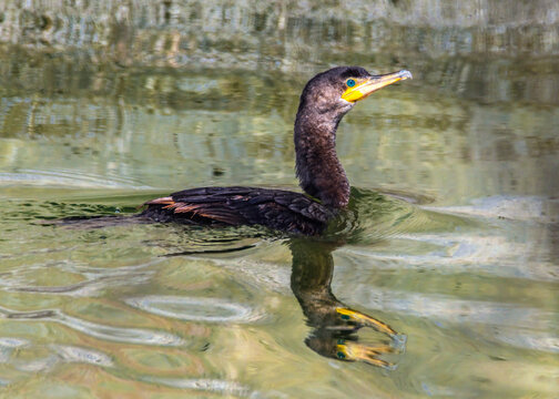 Neotropic Cormorant at the Delores Fenwick Nature Center in Pearland, Texas