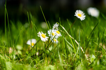 Chaber bławatek Mak polny (również symbol narodowy) Rumianek pospolity Stokrotka pospolita Koniczyna polna Mniszek lekarski (mlecz) Chabry i maki (klasyczny bukiet) © olo