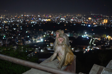 Beautiful city views with light at night with the picture of monkey at frame © Lachu_2057