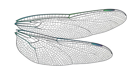 Detailed illustration of delicate dragonfly wings with intricate vein patterns. © LOGO KIKUK