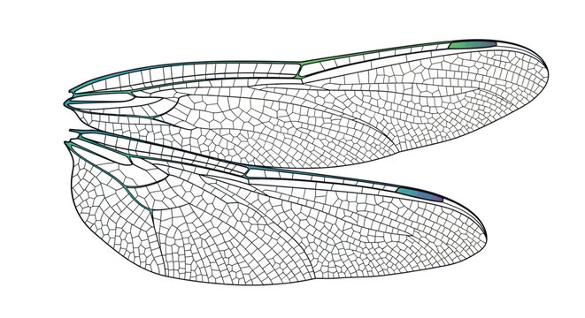 Detailed illustration of delicate dragonfly wings with intricate vein patterns.