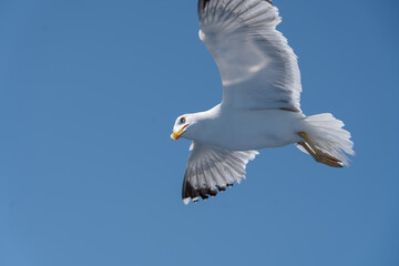 azwy ptaków: bocian biały, pustułka, czajka, dudek, sowa, orzeł, gołąb, paw, skowronek, wróbel. Biologia i anatomia: skrzydła, pióra, dziób, gniazdo, jaja, upierzenie, szpony. mewa © olo
