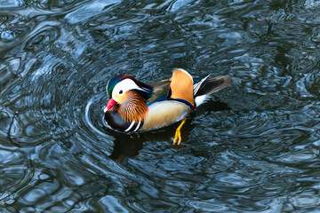 wiewiórka pospolita  gryzoń puszysty ogon / ogon ruda / czarno-brunatna (ubarwienie) pędzelki na uszach zwinność / szybkość wiewiórka szara, natura, wiewiórka, zwierzak, drzew, charakter, gryzonie, dz © olo