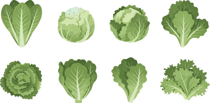 Lettuce varieties collection with different leafy greens fresh salad vegetables botanical vector illustration set