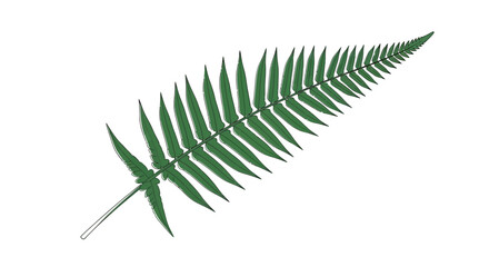 Detailed illustration of a green fern leaf on a white background © Rendi
