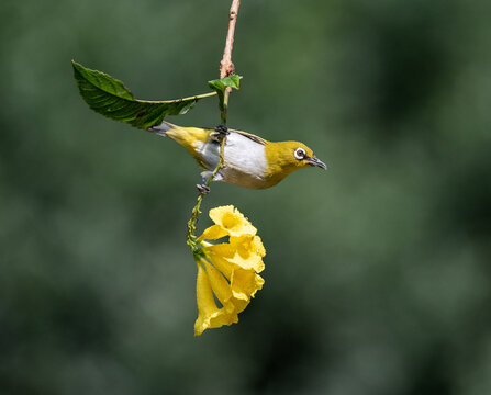 Indian white eye hovering and sucking nectar from flowers