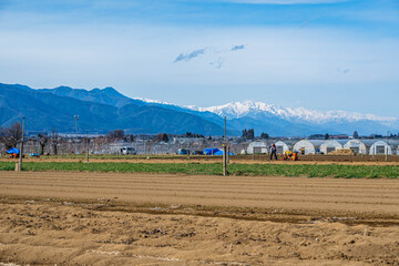山形村の長芋畑と残雪の北アルプス © kikisora