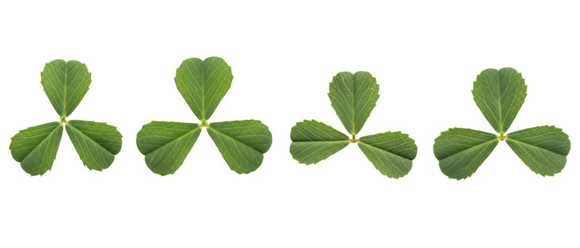 Four Green Clover Leaves Isolated on White Background.