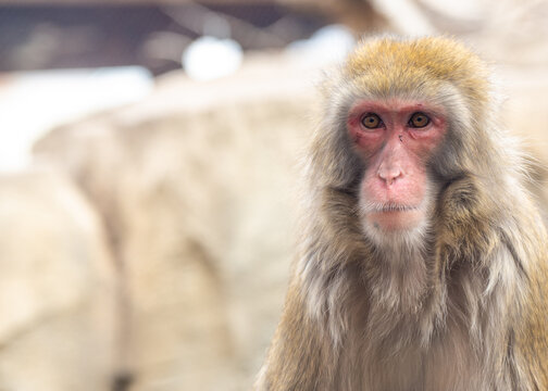 Japanese macaques snow monkey looking forward at the viewer