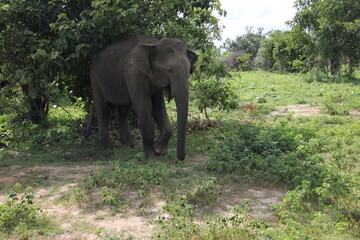 elephants in the wild