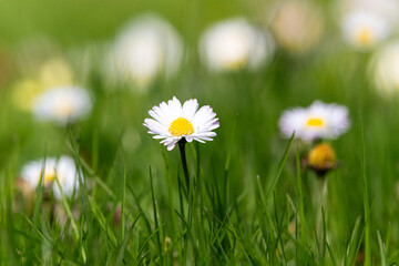 Common daisy (Bellis perennis) flower in grass meadow, close-up with selective focus and natural background © James Nature Pics
