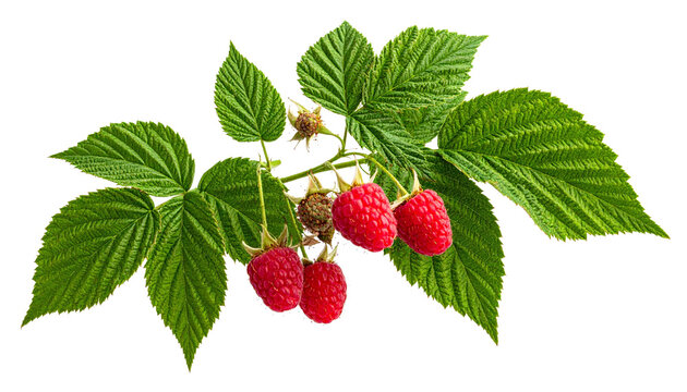 Himbeeren, freigestellt