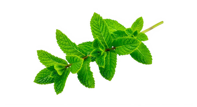 Fresh green mint leaves on stem transparent background