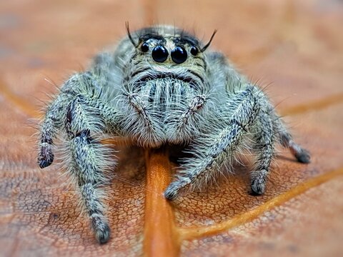 Macro shot of a Hyllus diardi jumping spider on a dry leaf