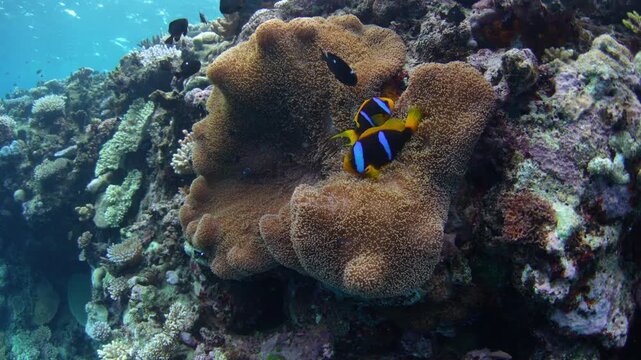 Orangefin anemonefish, Amphiprion chrysopterus, care for their eggs at the edge of their host anemone in Fiji. This area has high marine biodiversity and is a popular destination for divers.