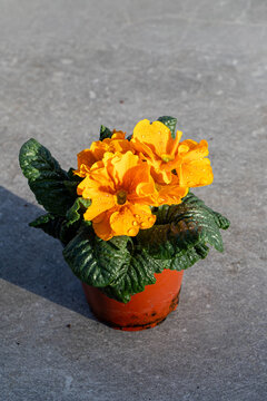 Yellow newly purchased Primula plant