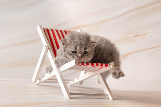 Newborn British Shorthair kittens. Studio photoshoot