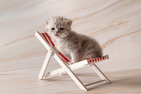 Newborn British Shorthair kittens. Studio photoshoot