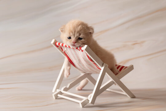 Newborn British Shorthair kittens. Studio photoshoot