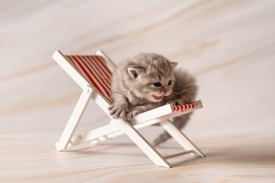 Newborn British Shorthair kittens. Studio photoshoot