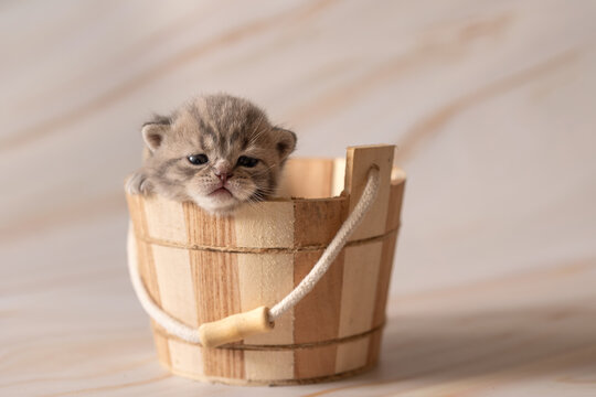 Newborn British Shorthair kittens. Studio photoshoot