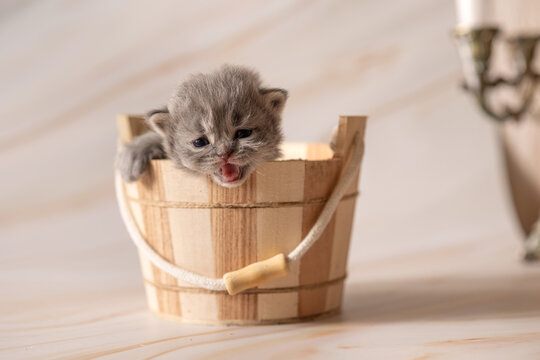 Newborn British Shorthair kittens. Studio photoshoot