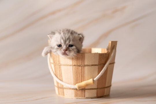 Newborn British Shorthair kittens. Studio photoshoot