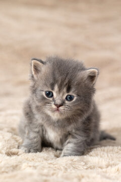 Little British Shorthair kittens against a beige background