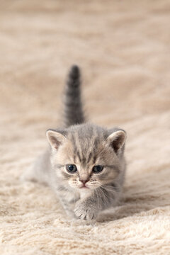 Little British Shorthair kittens against a beige background