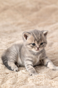 Little British Shorthair kittens against a beige background