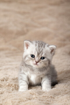 Little British Shorthair kittens against a beige background