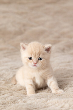 Little British Shorthair kittens against a beige background