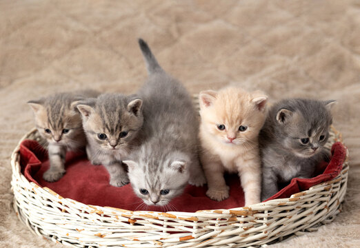 Little British Shorthair kittens against a beige background
