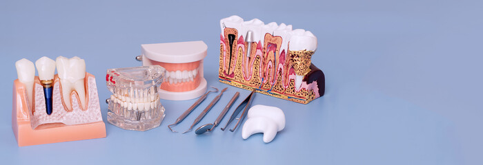Dental implant and tooth anatomy models with dental instruments on blue background, panoramic dentistry education concept