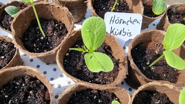 climbing plant, inca cucumber
