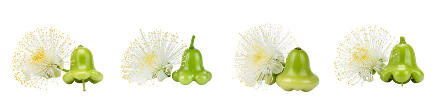 Four Green Rose Apples with White Flowers on White Background.