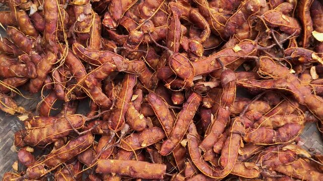 Top View of Ripe Tamarind Heap or Imli Stack in Sunlight for Drying