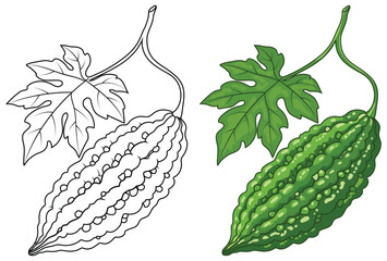 Bitter melon vegetable illustration isolated clean outline and colored version © Crafter