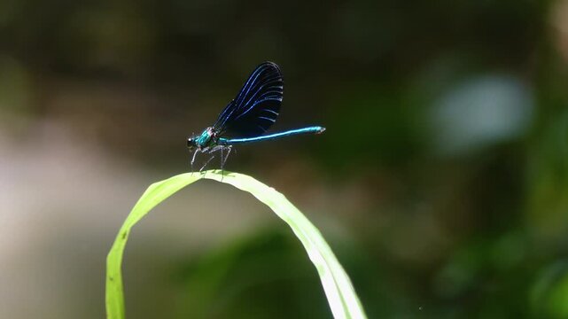 Dragonfly Elegance with Close-Up on Vibrant Wings