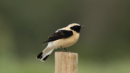 Obraz premium Migratory Eastern Black-eared Wheatear bird in Akrotiri, Cyprus.
