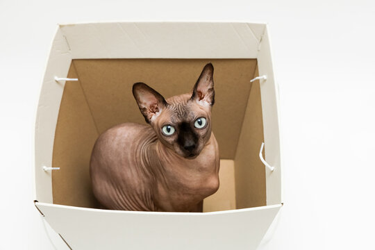 Sphynx cat sits calmly inside a white box with an open top and a brown interior during daylight hours