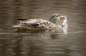 Kaczka krzyżówka -samiczka rozchlapująca wodę podczas pływania © Zuzanna