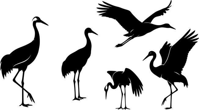 Crane bird svg, Crane bird silhouette, Japanese crane svg, Sandhill crane svg, Crane silhouette, Crane svg set
