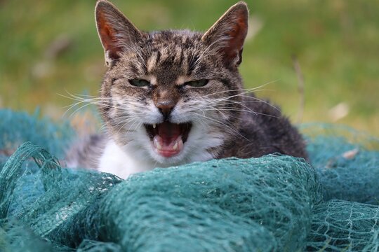 a Cat obviously didn't get any of the Fish