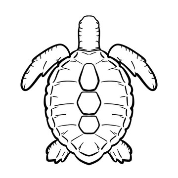 turtle vector illustration