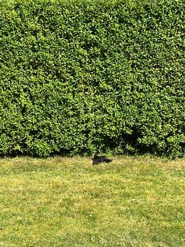 blackbird sunbathing in the grass