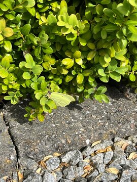 green leaves on the wall