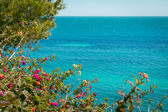 paisaje marino primaveral con macizo de flores